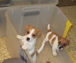 Small Photo #14 Jack Russell Terrier Puppy For Sale in CINCINNATI, OH, USA