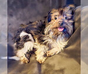 Medium Shih Tzu Mix
