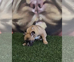 Small Photo #22 French Bulldog Puppy For Sale in SACRAMENTO, CA, USA
