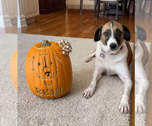 Great Pyrenees-Unknown Mix Dogs for adoption in Rockaway, NJ, USA