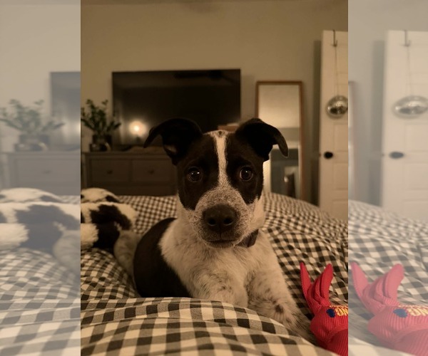 Medium Photo #9 Mutt Puppy For Sale in Sandy, UT, USA