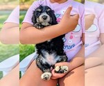 Puppy Monet Miniature Bernedoodle