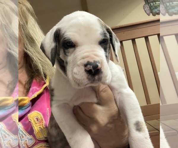 Medium Photo #1 Great Dane Puppy For Sale in CLANTON, AL, USA
