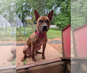 Staffordshire Bull Terrier-Unknown Mix Dogs for adoption in Shermans Dale, PA, USA