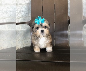 Shih-Poo Puppy for sale in FAYETTEVILLE, WV, USA