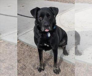 Shepradors Dogs for adoption in Fort Collins, CO, USA