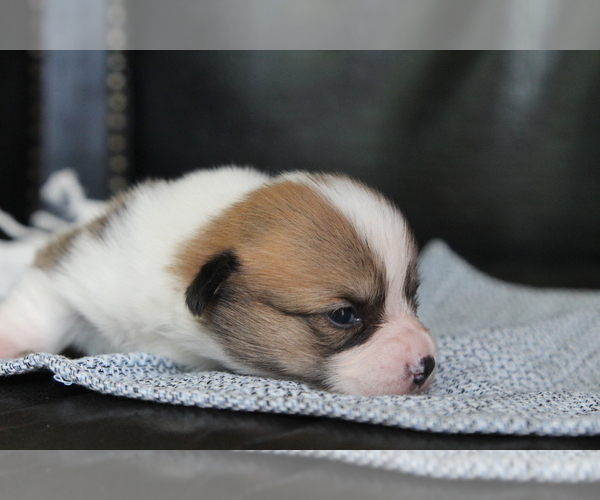 Medium Photo #30 Pembroke Welsh Corgi Puppy For Sale in FAIR GROVE, MO, USA