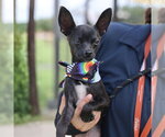 Small Chihuahua