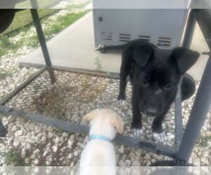 Labrador Retriever-Unknown Mix Dogs for adoption in The Woodlands, TX, USA