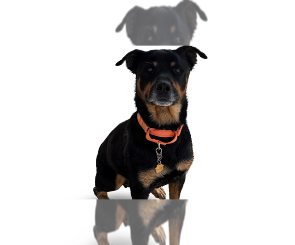 Medium Photo #5 Rottweiler Puppy For Sale in Gilbert, AZ, USA