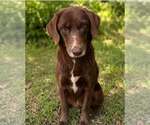Small Colonial Cocker Spaniel Mix