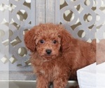 Small #1 Poodle (Miniature)