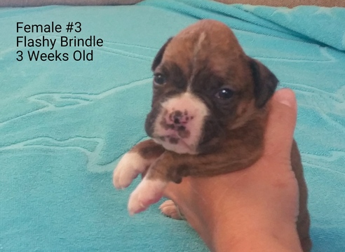 Medium Photo #1 Boxer Puppy For Sale in CORYDON, IN, USA