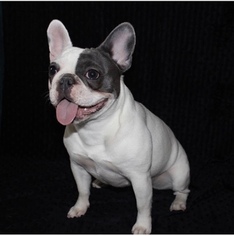 Mother of the French Bulldog puppies born on 01/07/2019
