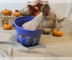 Puppy 5 French Bulldog