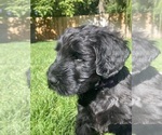 Small Photo #4 Schnauzer (Giant) Puppy For Sale in BOISE, ID, USA
