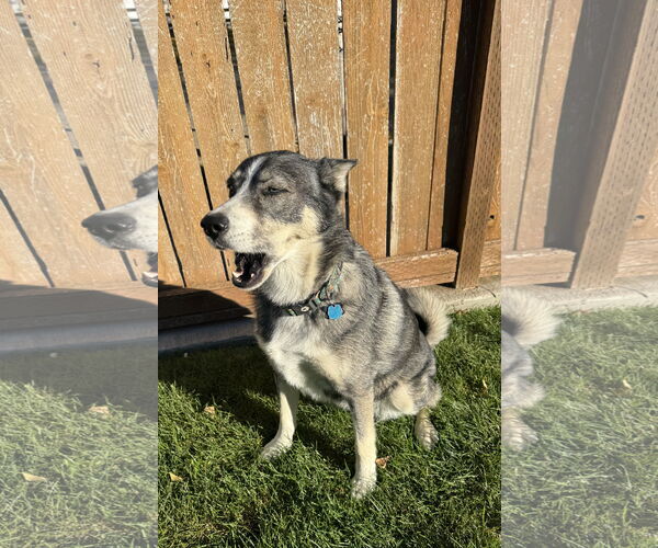 Medium Photo #2 Siberian Husky Puppy For Sale in Chinook, MT, USA