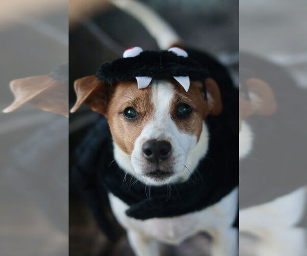 Medium Photo #35 Mutt Puppy For Sale in Philadelphia, PA, USA