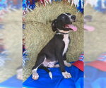Small #1 Border Collie Mix