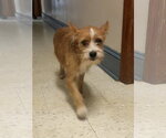 Ethel - Female Mutt Dog for Adoption - Small photo