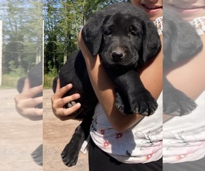 Golden Labrador Puppy for sale in ATLANTIC MINE, MI, USA