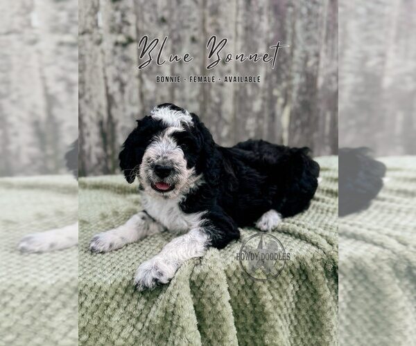 Medium Photo #18 Bordoodle Puppy For Sale in ELIZABETH CITY, NC, USA