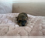 Small Photo #20 Yorkipoo Puppy For Sale in ARLINGTON, TX, USA
