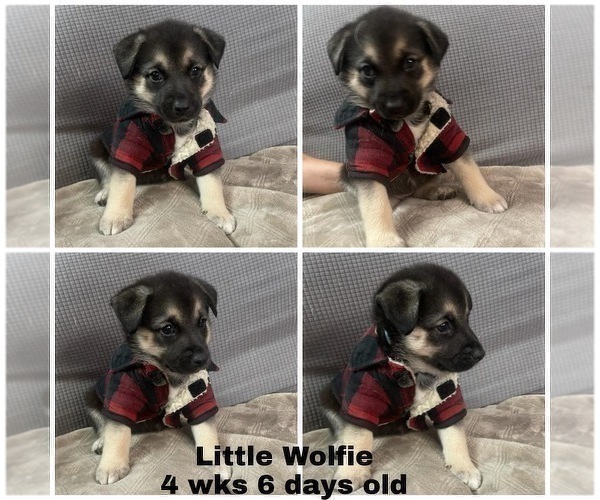 Medium Photo #3 Beagle-Siberian Husky Mix Puppy For Sale in SPRINGFIELD, OR, USA