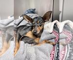 Small Doberman Pinscher