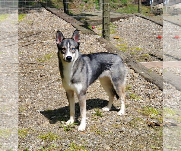 Medium Photo #3 Siberian Husky-Unknown Mix Puppy For Sale in Woodsfield, OH, USA