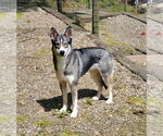 Small #2 Siberian Husky Mix