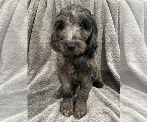 Goldendoodle Puppy for Sale in CENTURIA, Wisconsin USA