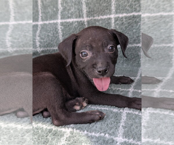 Medium Photo #6 Chihuahua-Unknown Mix Puppy For Sale in Oakhurst, NJ, USA