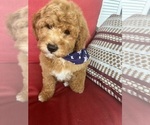Small #3 Goldendoodle (Miniature)