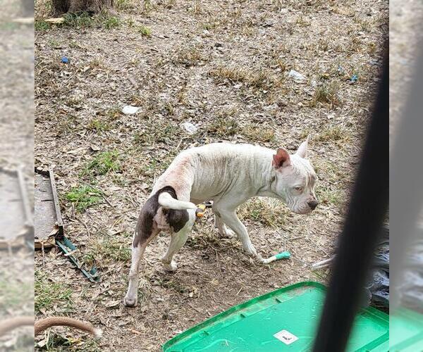 Medium Photo #1 American Staffordshire Terrier-Unknown Mix Puppy For Sale in San Antonio, TX, USA