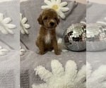 Small Photo #3 Poodle (Toy) Puppy For Sale in SYLMAR, CA, USA