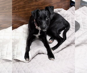 Chihuahua-Whippet Mix Dogs for adoption in Virginia Beach, VA, USA