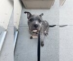 Small Photo #3 Irish Terrier-Unknown Mix Puppy For Sale in Rockaway, NJ, USA
