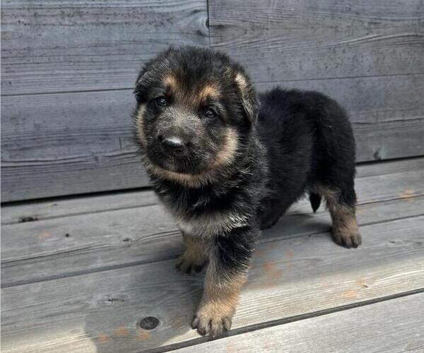 Medium Photo #1 German Shepherd Dog Puppy For Sale in INDIAN TRAIL, NC, USA
