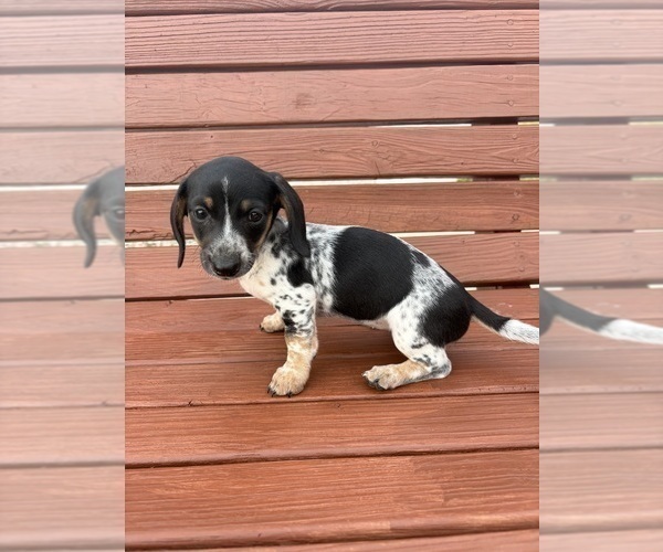 Medium Photo #8 Dachshund Puppy For Sale in WILLARD, OH, USA