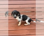 Small #7 Dachshund