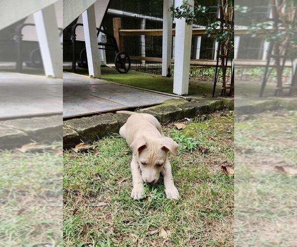 Medium Photo #10 Labrador Retriever-Unknown Mix Puppy For Sale in Mooresville, NC, USA