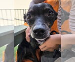 *DOLLY - Female Chihuahua Dog for Adoption - Small photo