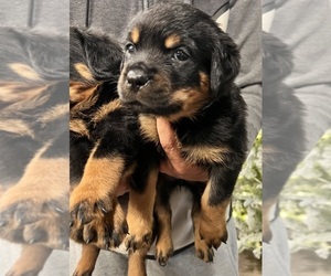 Rottweiler Puppy for sale in TRACY, CA, USA