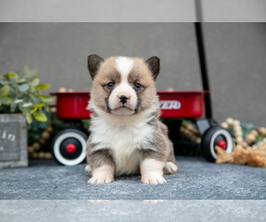Medium Pembroke Welsh Corgi