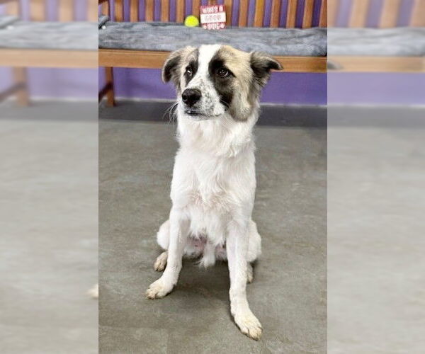 Medium Photo #2 Collie-Unknown Mix Puppy For Sale in Genesee, WI, USA