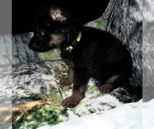 Medium Photo #2 German Shepherd Dog Puppy For Sale in OKC, OK, USA