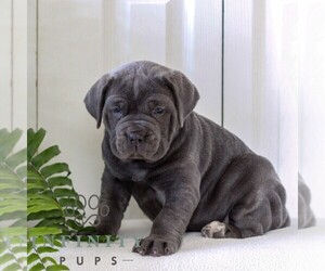 Cane Corso Puppy for sale in LANCASTER, PA, USA