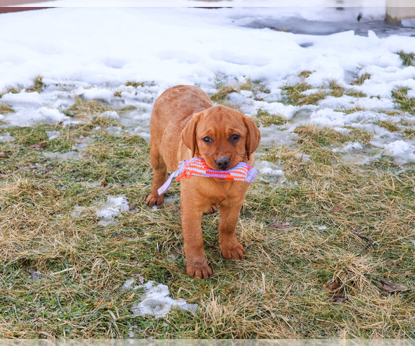Medium Photo #1 Labrador Retriever Puppy For Sale in SYRACUSE, IN, USA