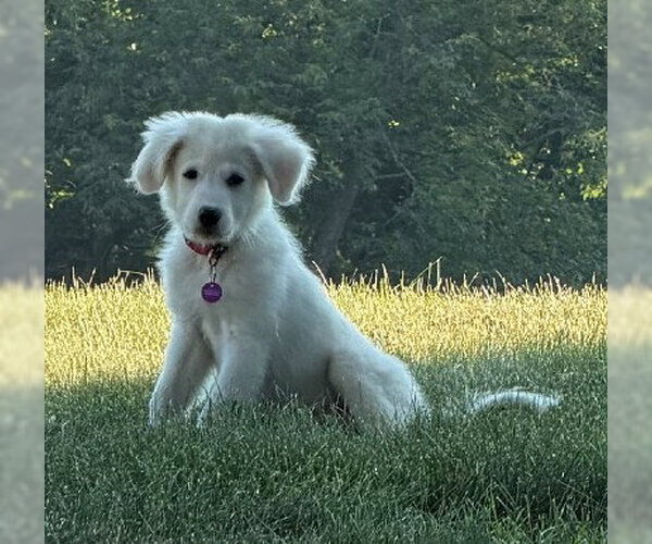 Medium Photo #2 Labrenees Puppy For Sale in Genesee, WI, USA